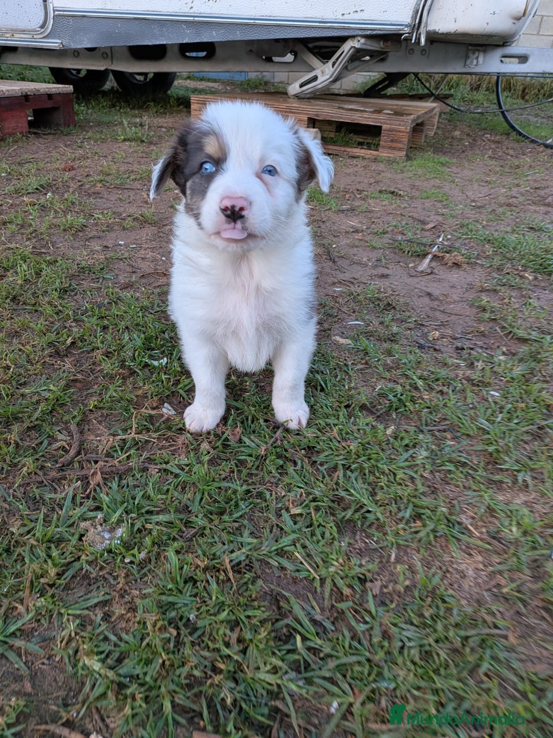 Border Collie perros en venta: Border collie  - Anuncio 8