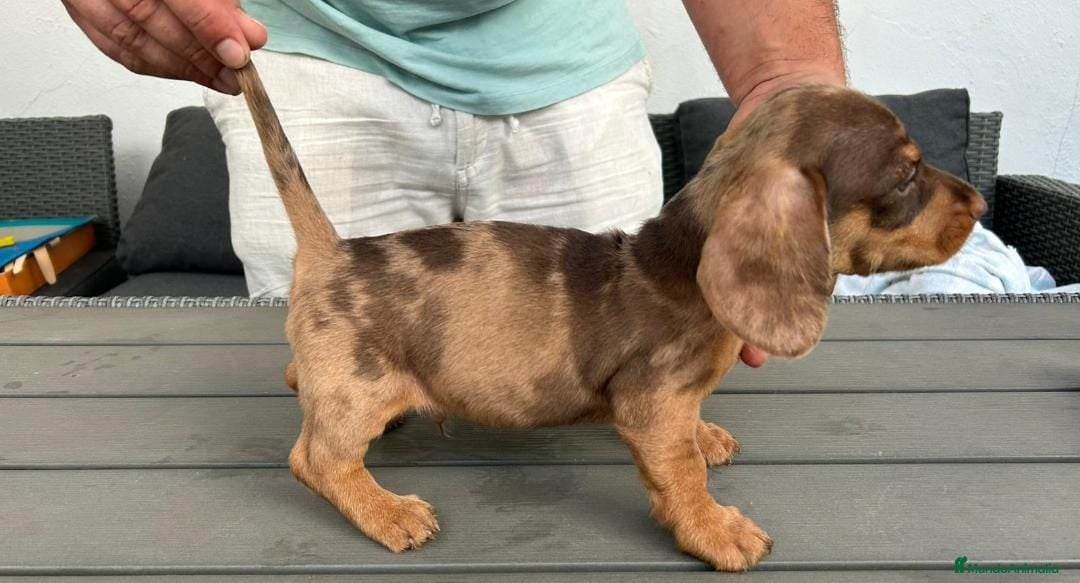 Teckel perros en venta: Teckel kanichen  - Imagen 2