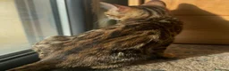 Bengalí gatos en venta: Hembra Bengalí Brown Spotted Tabby - Anuncio 7