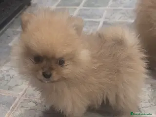 Spitz pequeño - Kleinspitz perros Cachorros de Kleinspitz - Anuncio 23