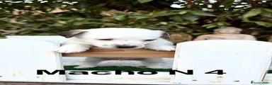 Jack Russell Terrier Macho 4