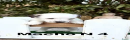 Jack Russell Terrier perros en venta: Jack Russell preciosos cachorros disponibles  - Anuncio 3