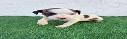 American Staffordshire-Terrier perros en venta: American Stanffordshire terrier - Anuncio 14