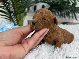 Caniche Toy perros CANICHE TOY - Anuncio 2