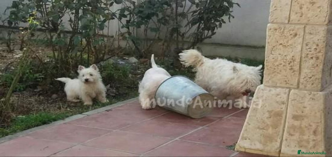 Imagen de galería {{count}}