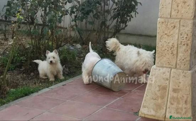 Imagen de galería {{count}}