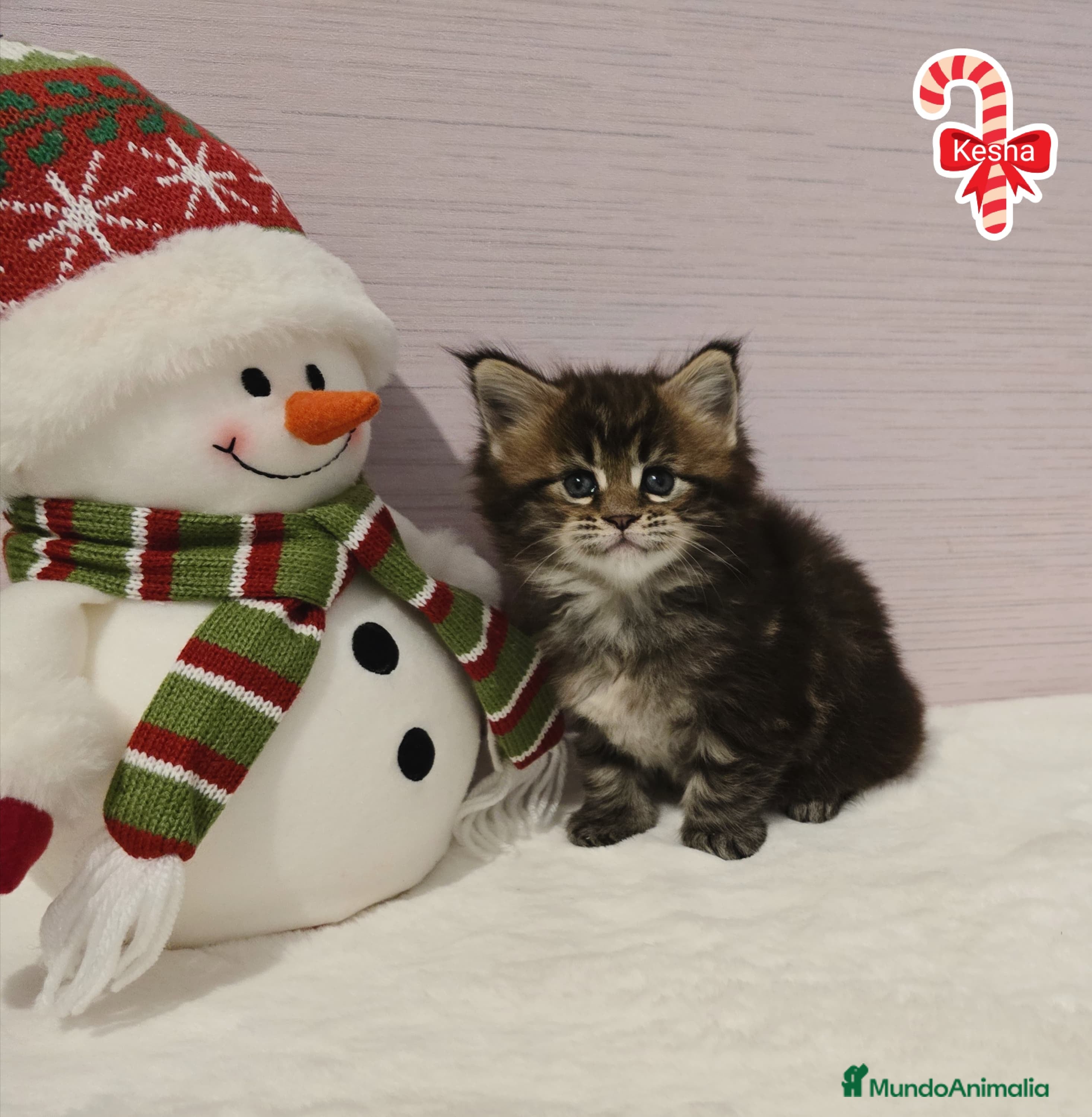 Maine Coon gatos Gatitos maine coon - Anuncio 1