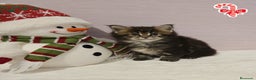 Maine Coon gatos en venta: Gatitos maine coon - Anuncio 1