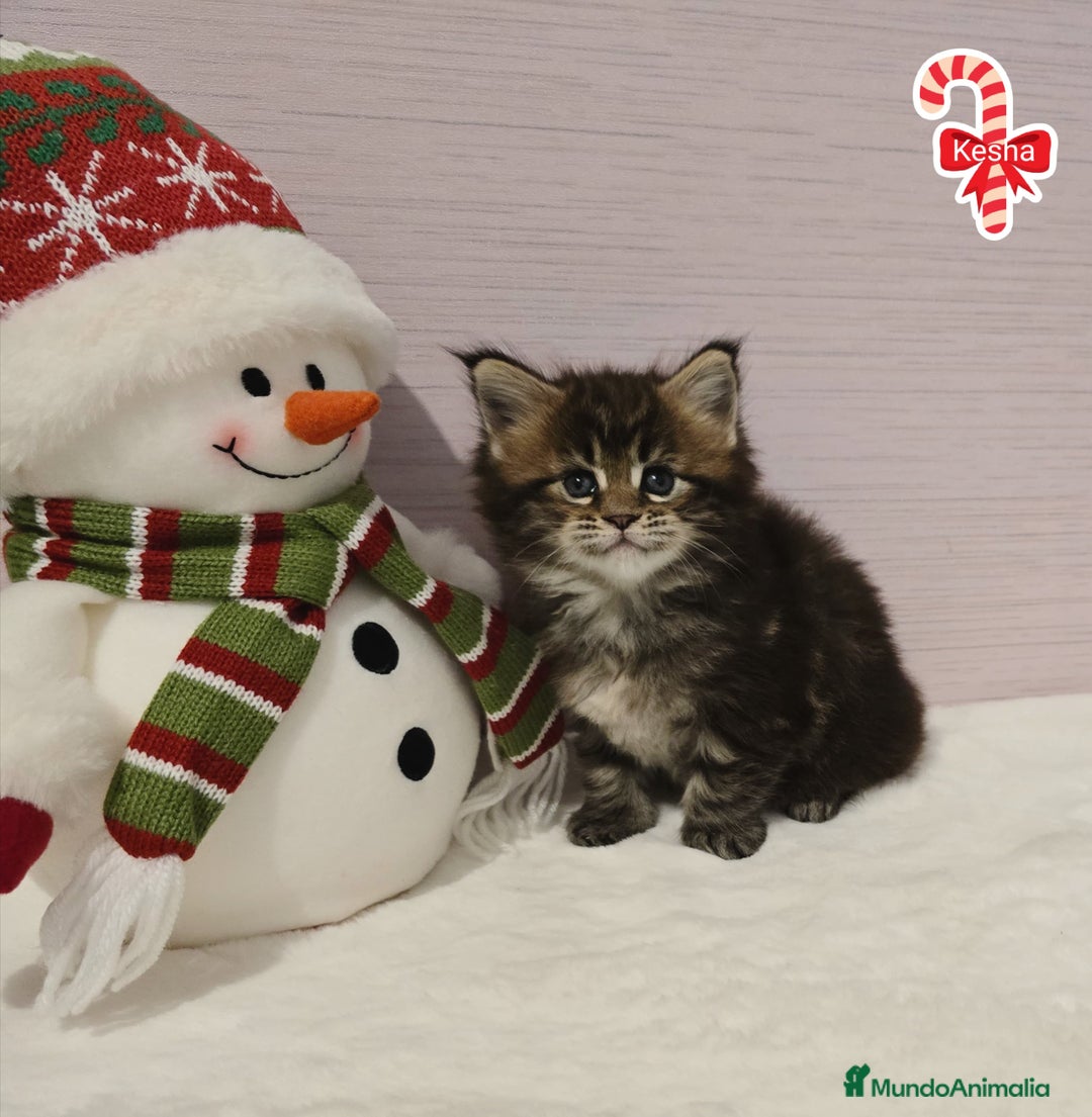 Maine Coon gatos en venta: Gatitos maine coon - Anuncio 1