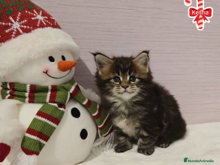 Maine Coon gatos Gatitos maine coon - Anuncio 1