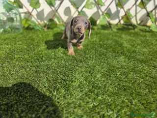 Teckel Miniatura perros TECKEL MINIATURA - Anuncio 5