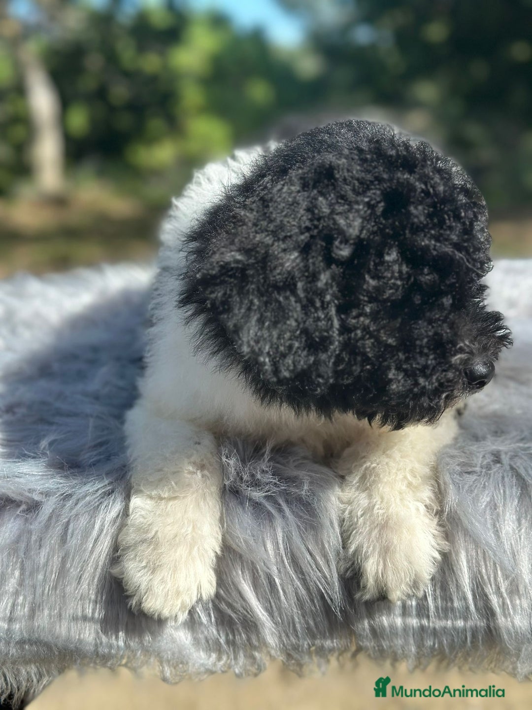 Perro de Agua Español perros en venta: Perro de agua español  - Imagen 6