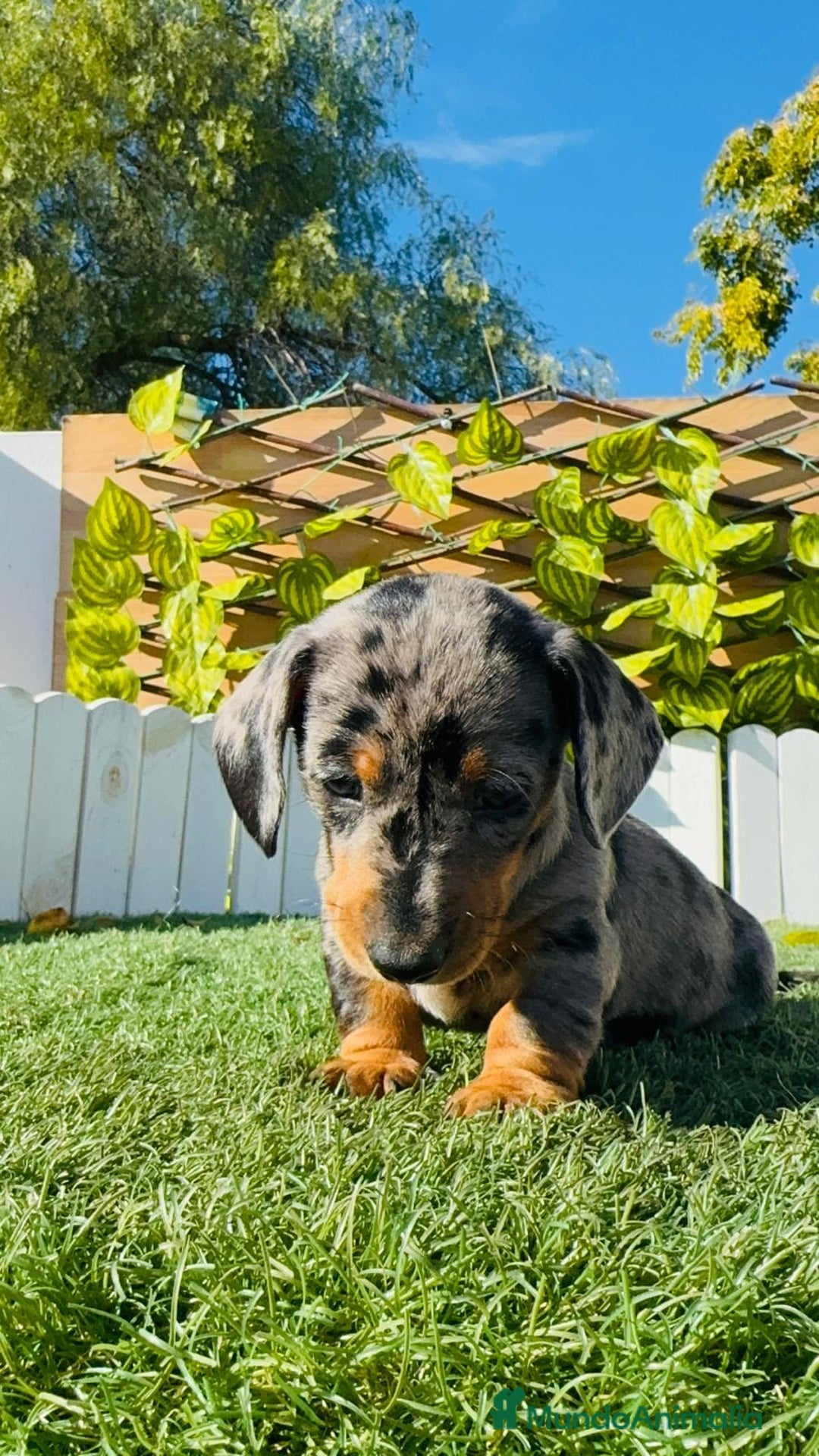 Teckel Miniatura perros en venta: Teckel miniatura hembra - Anuncio 8