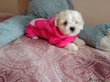 Bichón Maltés Cachorro 4