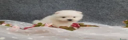 Pomerania perros en venta: PRECIOSO CACHORITO DE POMERANIA TOY   - Anuncio 11