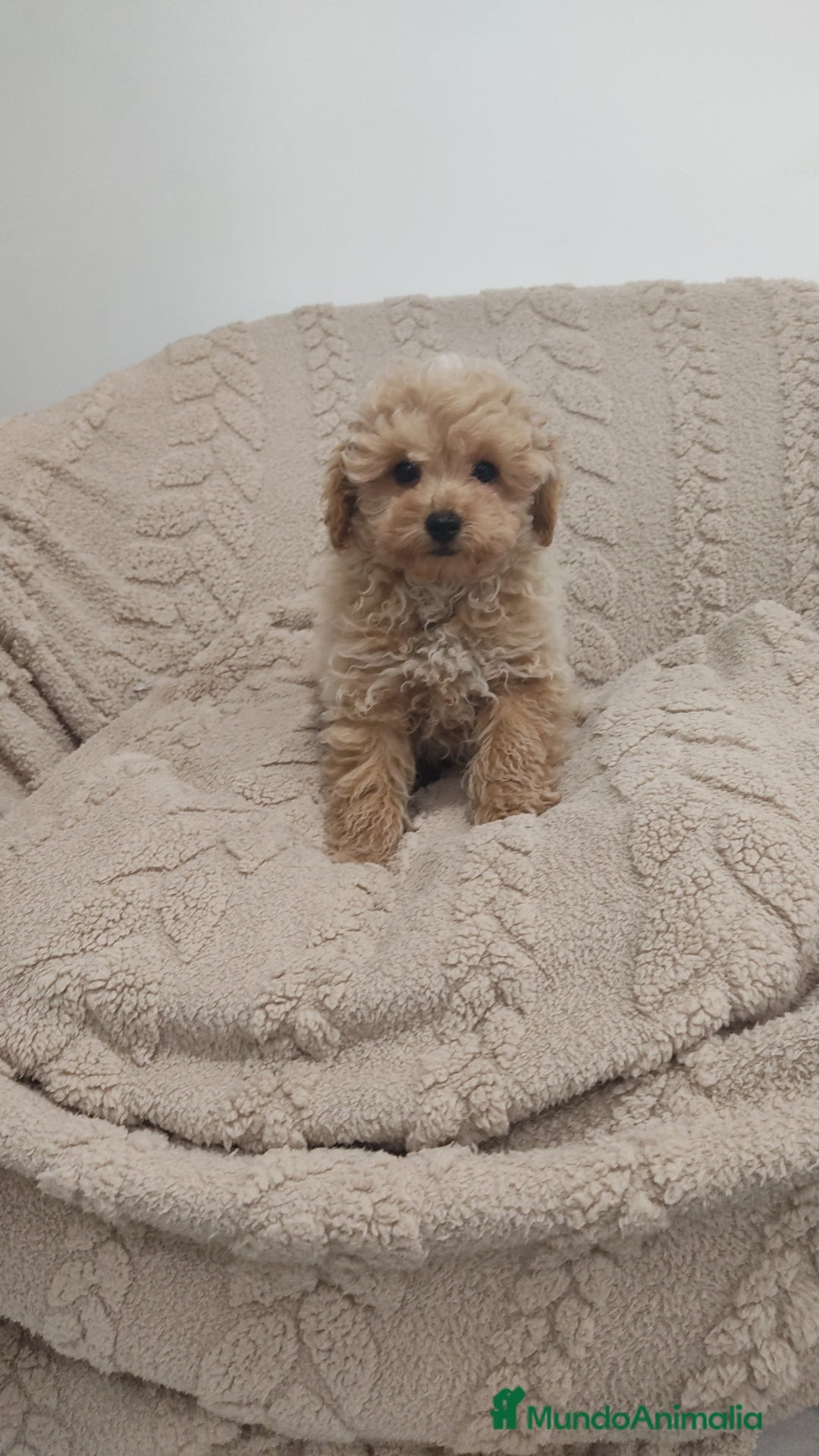 Maltipoo perros en venta: Maltipoo mini  - Anuncio 6