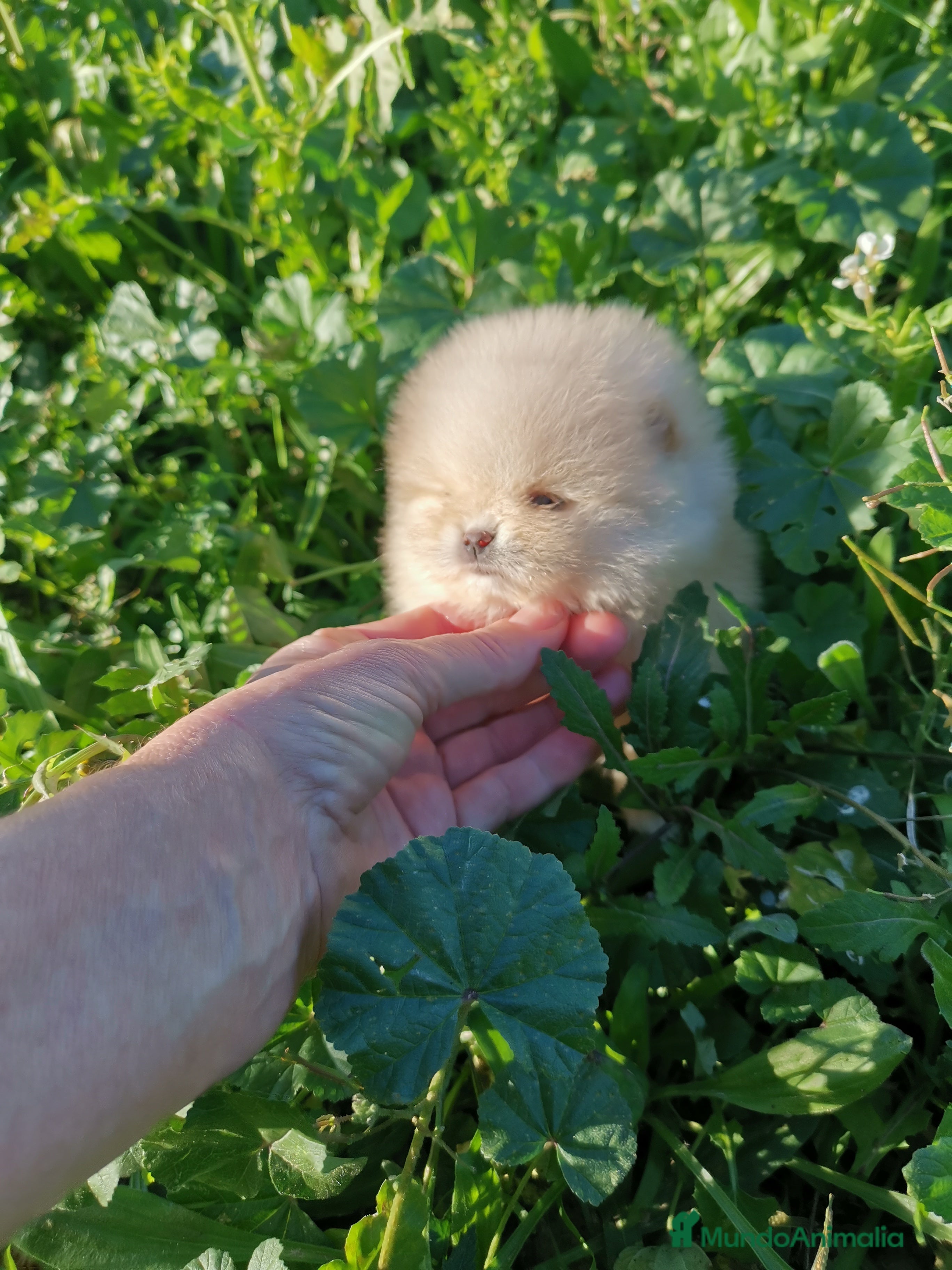 Pomerania perros Hembras muy pequeñas de pomerania  - Anuncio 2