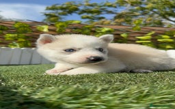 Husky Siberiano perros en venta: HUSKY - Imagen 13