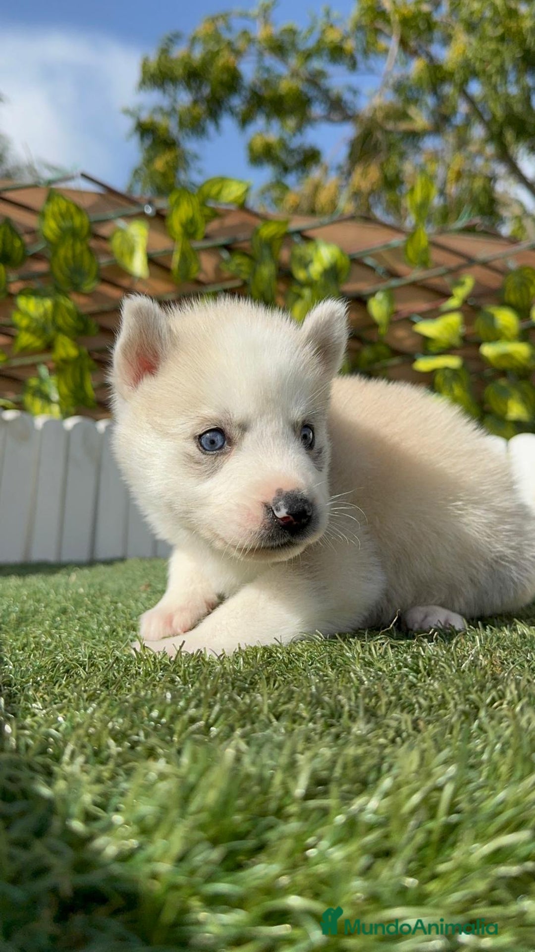Husky Siberiano perros en venta: HUSKY - Imagen 13