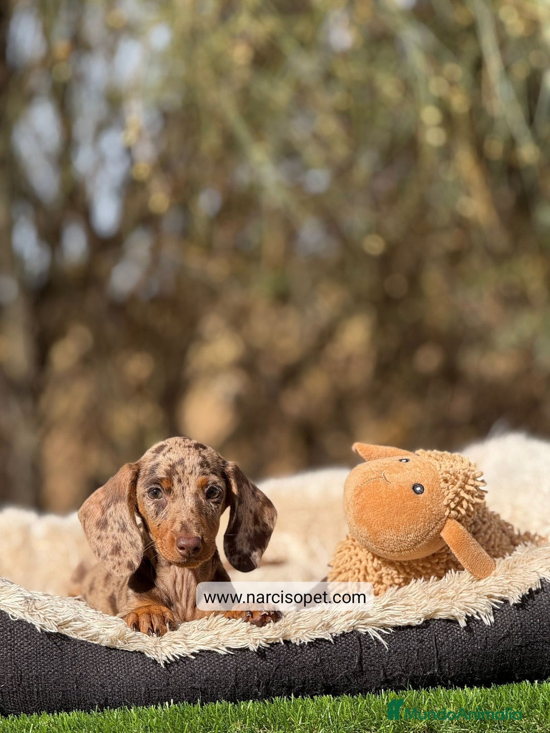 Teckel Miniatura perros en venta: TECKEL ARLEQUIN KANINCHEN - Imagen 2