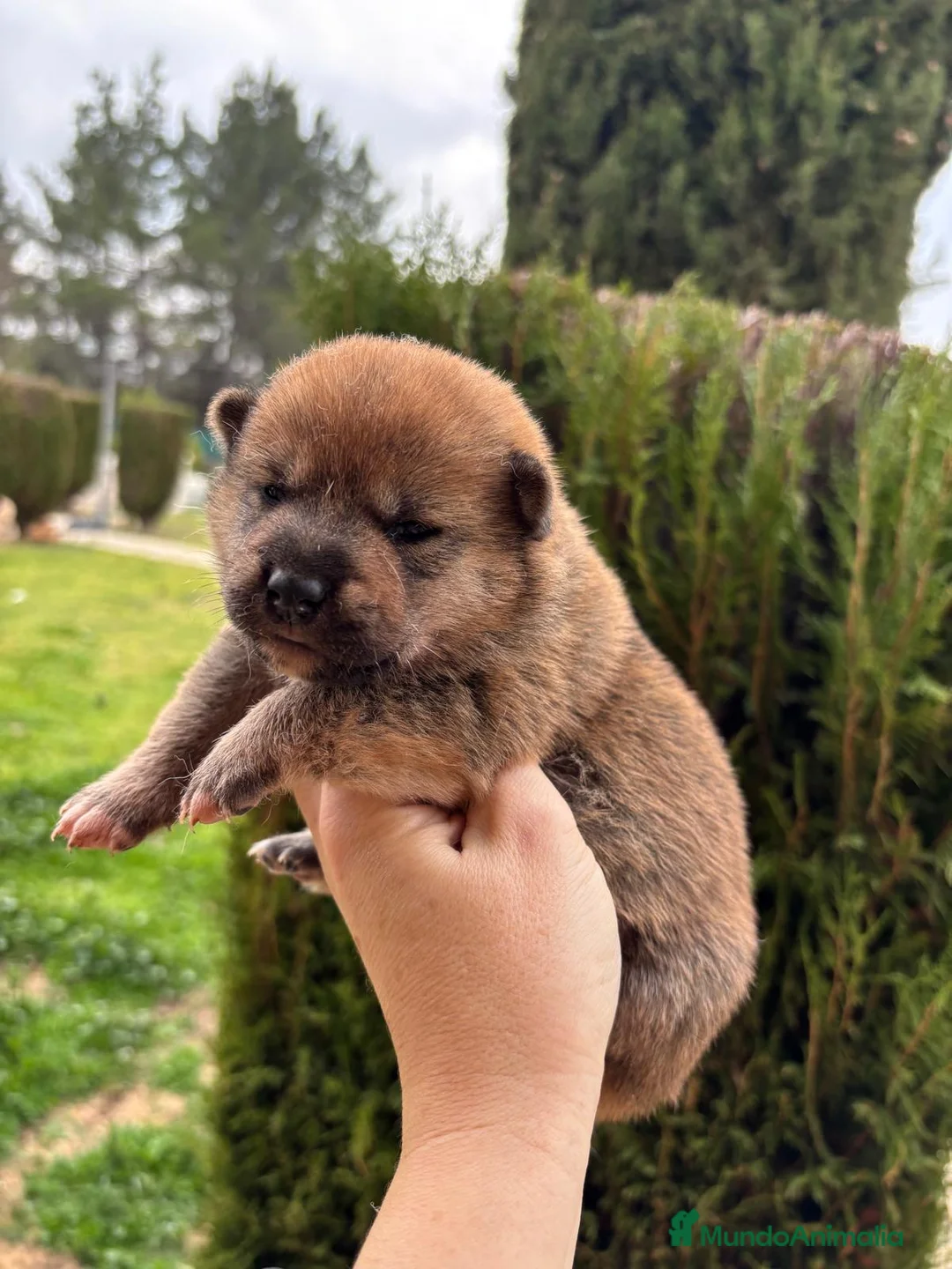 Shiba Inu perros en venta: Shiba inu macho y hembra !! - Anuncio 4