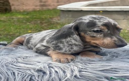 Teckel Miniatura perros en venta: TECKEL MINIATURA DISPONIBLES - Imagen 10