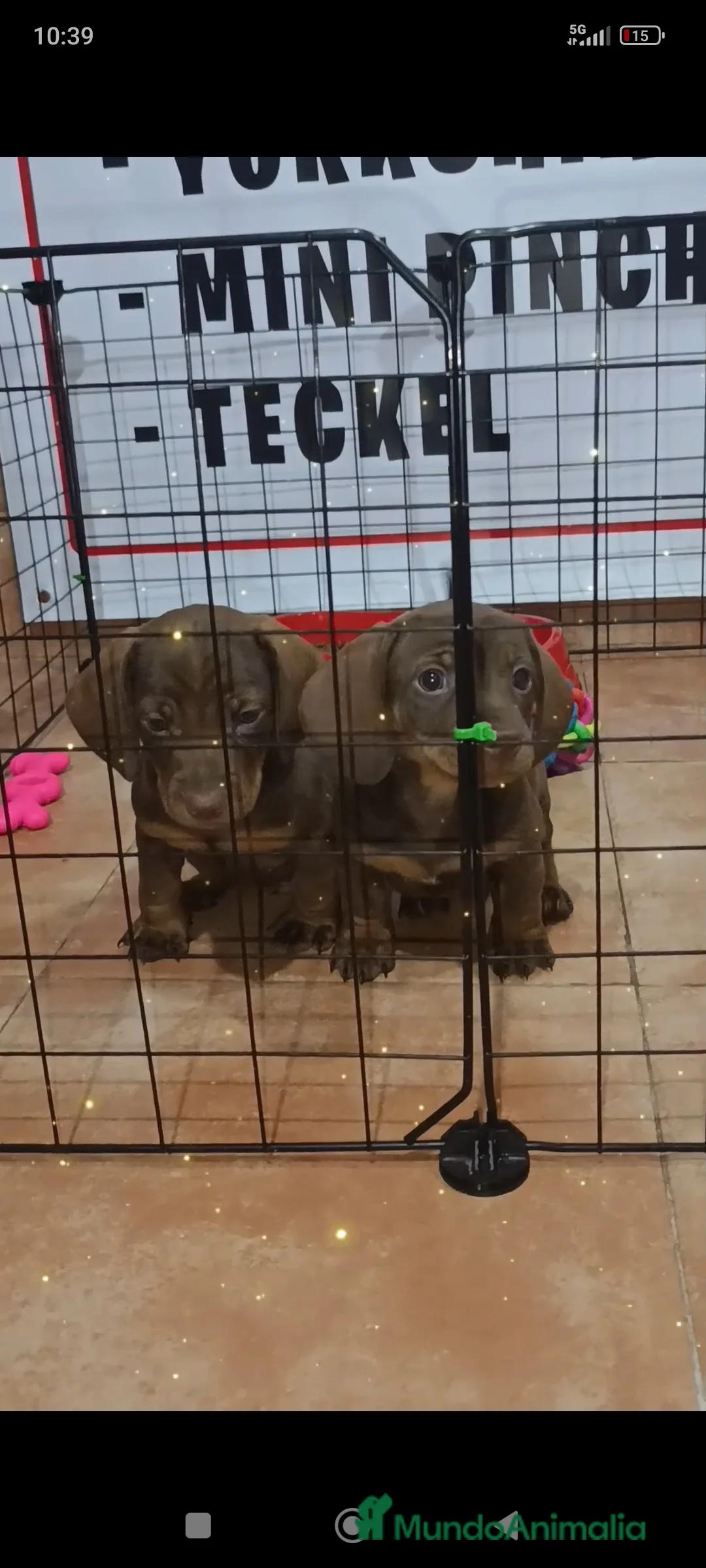 Teckel Miniatura perros en venta: Teckel miniatura  - Anuncio 2
