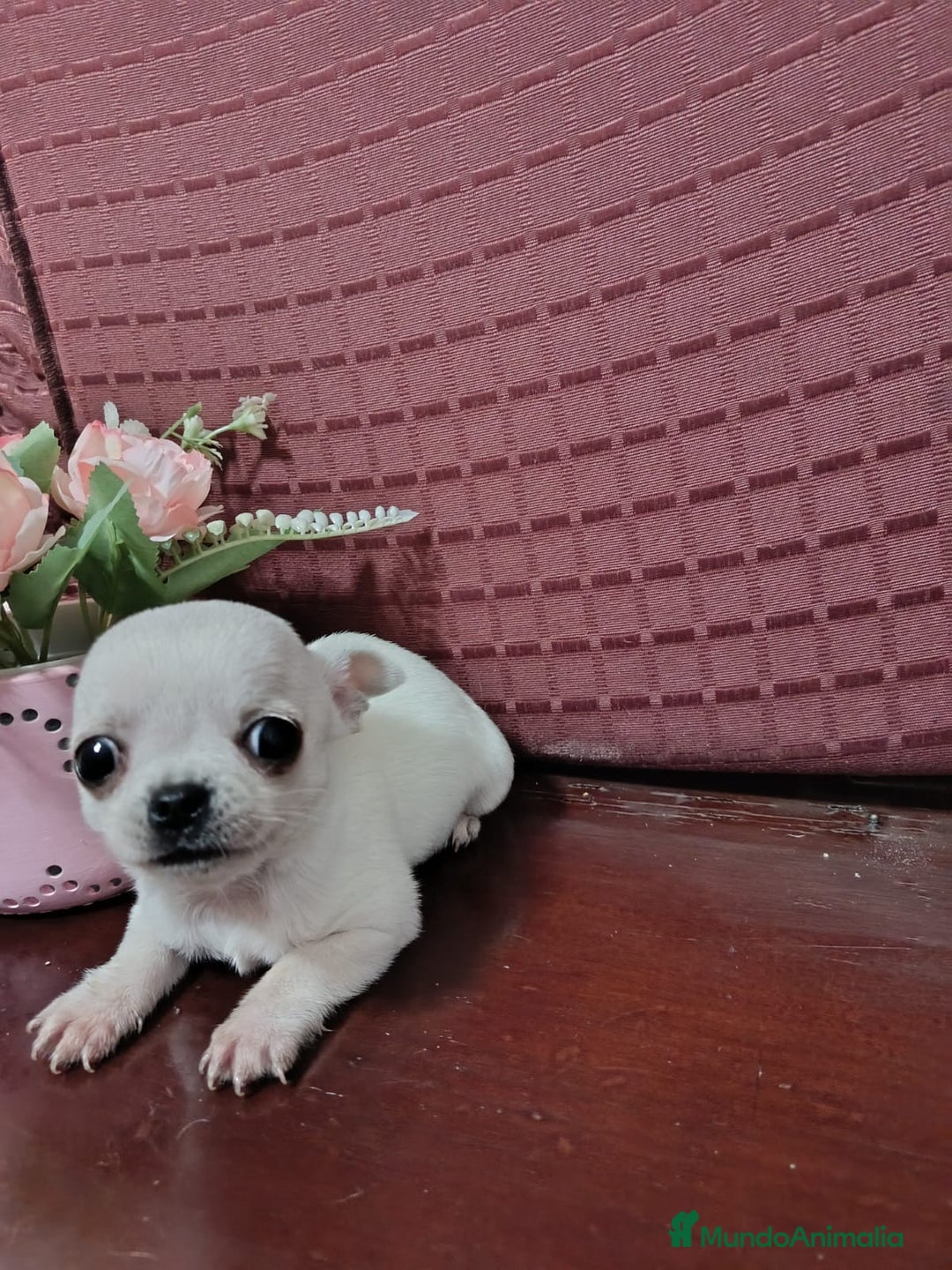 Chihuahua perros en venta: Chihuahuas Toy los de las fotos  - Anuncio 8