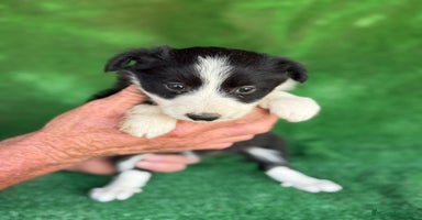 Border Collie perros - Anuncio 2