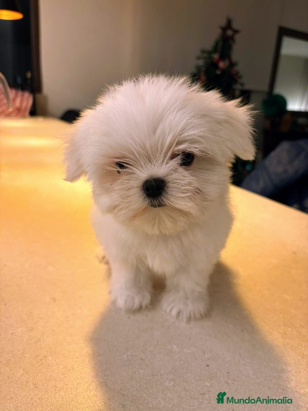 Bichón Maltés perros en venta:  BICHÓN MALTÉS LÍNEA COREANA.CACHORROS EXCLUSIVOS - Anuncio 1