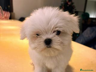 Bichón Maltés perros BICHÓN MALTÉS LÍNEA COREANA.CACHORROS EXCLUSIVOS - Anuncio 1