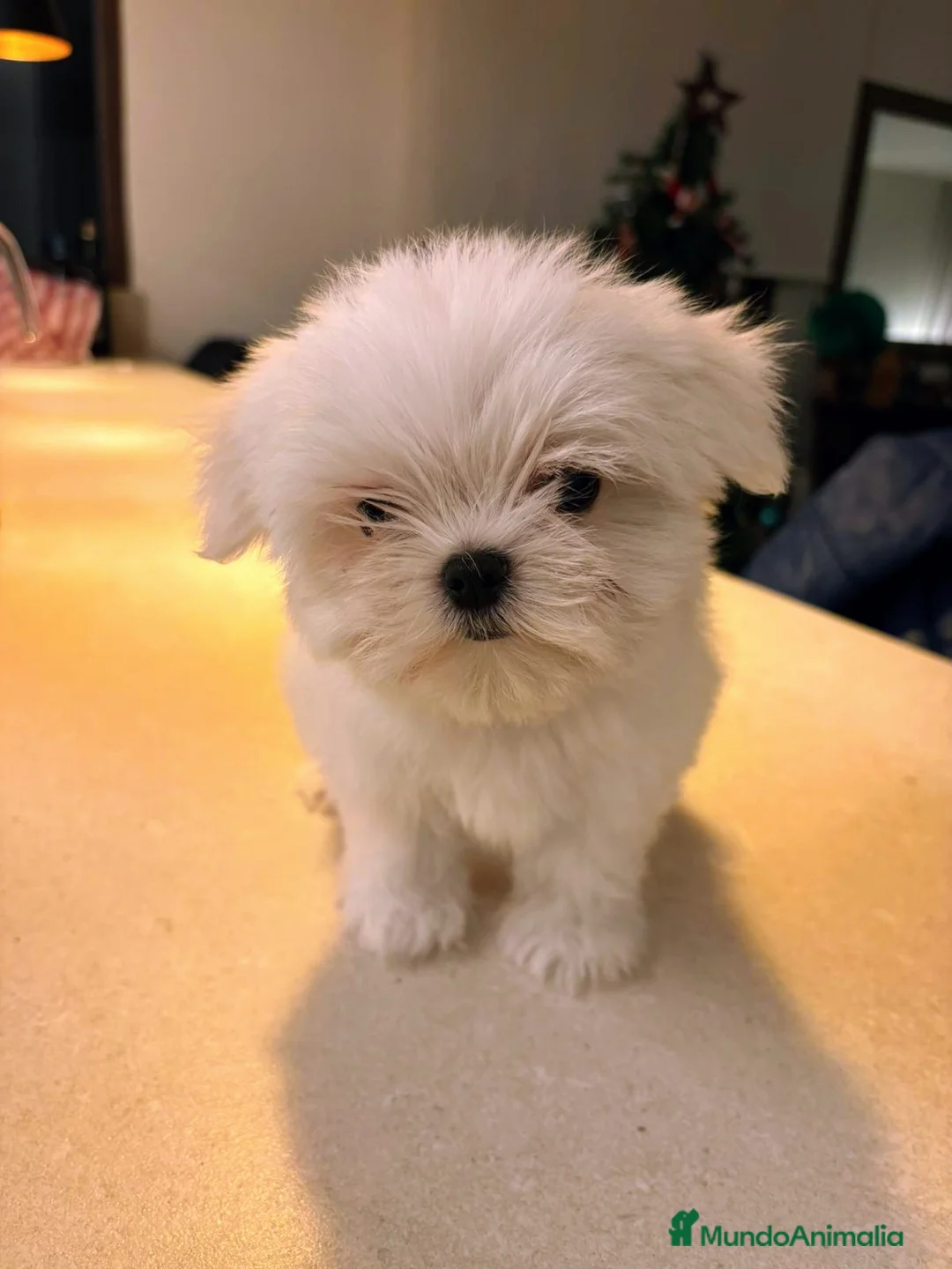 Bichón Maltés perros en venta:  BICHÓN MALTÉS LÍNEA COREANA.CACHORROS EXCLUSIVOS - Anuncio 1