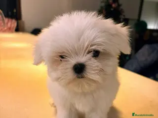 Bichón Maltés perros BICHÓN MALTÉS LÍNEA COREANA.CACHORROS EXCLUSIVOS - Anuncio 21