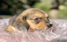 Beagle perros en venta: Beagle tricolor camada - Imagen 6