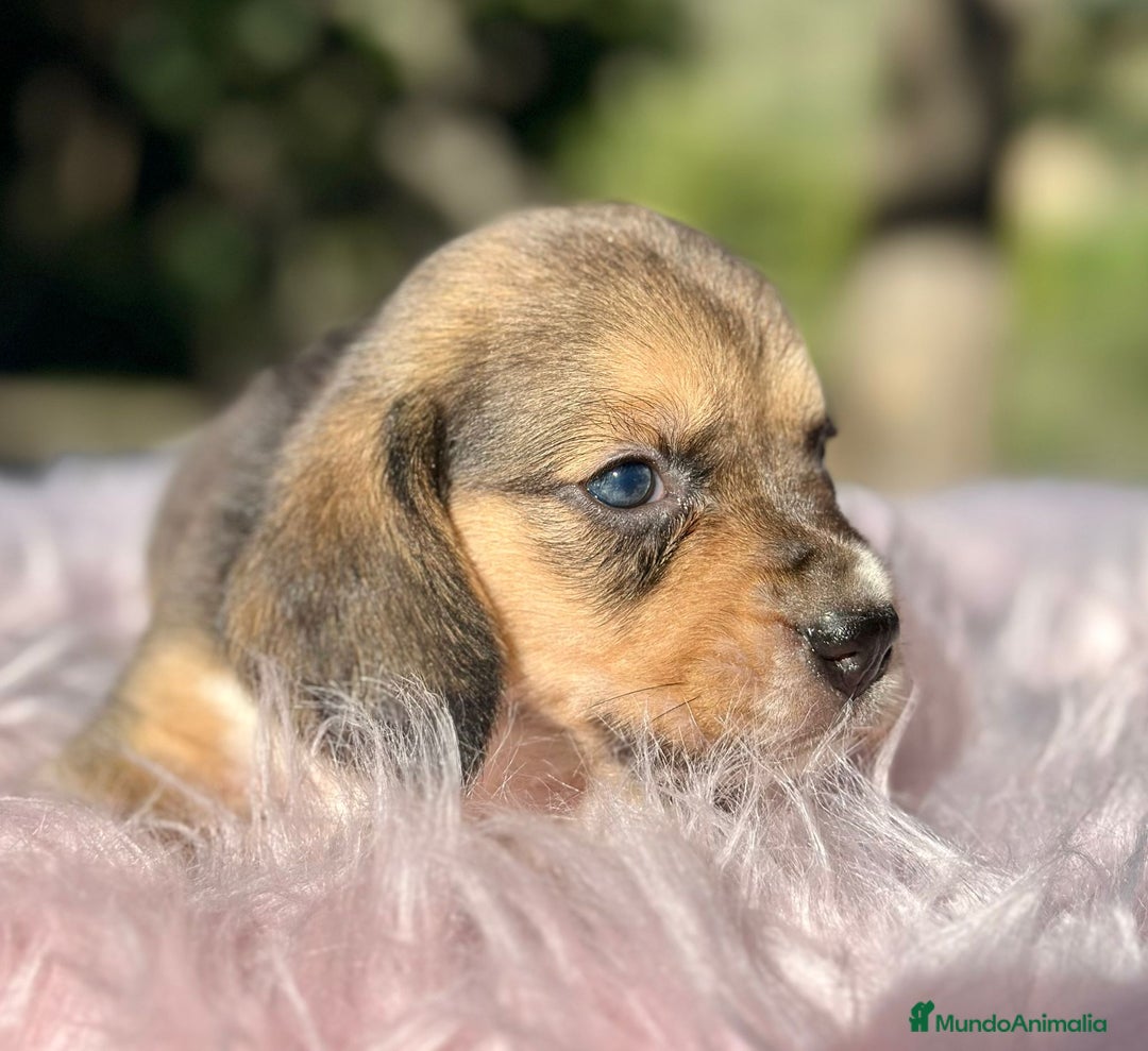 Beagle perros en venta: Beagle tricolor camada - Imagen 6