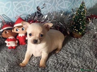 Chihuahua perros Chihuahua macho para entregar en unos días - Anuncio 25