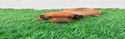 Teckel Miniatura perros en venta: Teckel miniatura rojizo - Anuncio 12