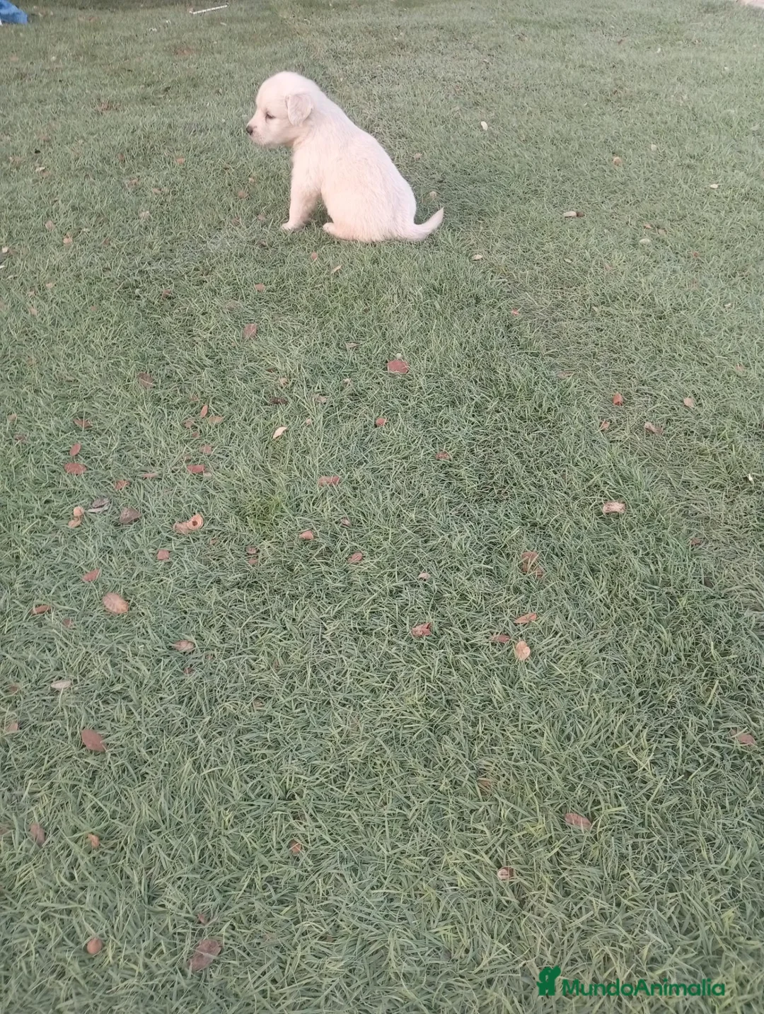 Golden Retriever perros en venta: Golden retriever  - Anuncio 2
