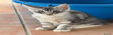 Maine Coon Gatito 3