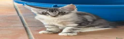 Maine Coon gatos en venta: Preciosa camada de cachorros Maine coon  - Anuncio 3