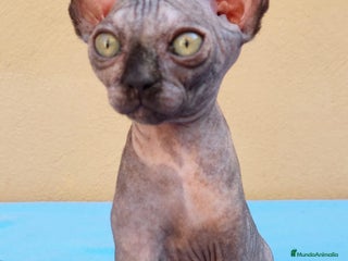Sphynx gatos - Anuncio 3