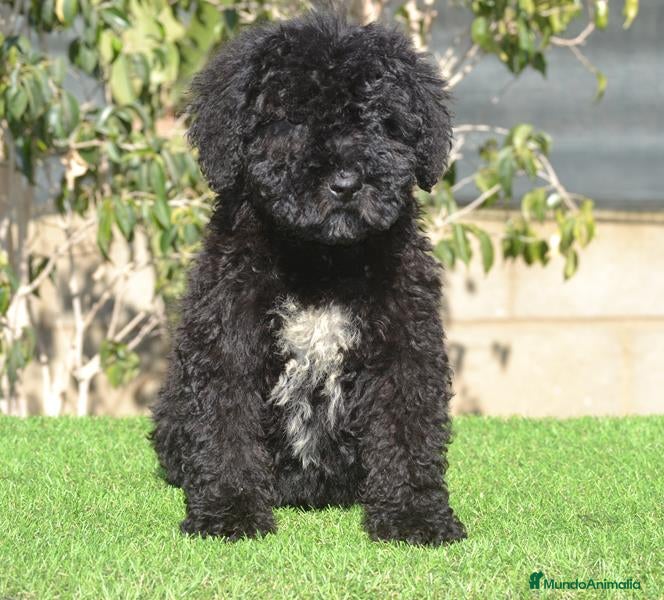 Perro de Agua Español perros CACHORRO PERRO DE AGUA ESPAÑOL  - Anuncio 6