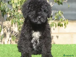 Perro de Agua Español perros CACHORRO PERRO DE AGUA ESPAÑOL - Anuncio 6