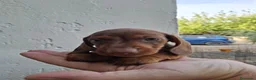 Teckel Miniatura perros en venta: TECKEL KANNINCHEN - Anuncio 1