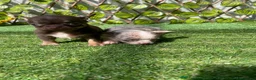 Chihuahua perros en venta: Chihuahuas - Anuncio 4