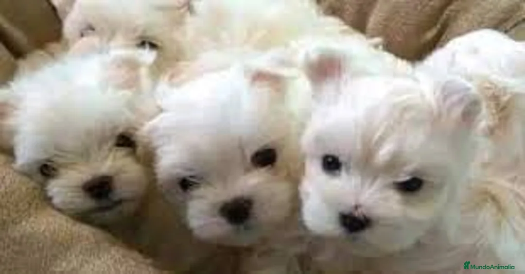 Bichón Maltés perros en venta: ‼️‼️PRECIOSA CAMADA DE BICHÓN MALTES COREANO TOY - Anuncio 1