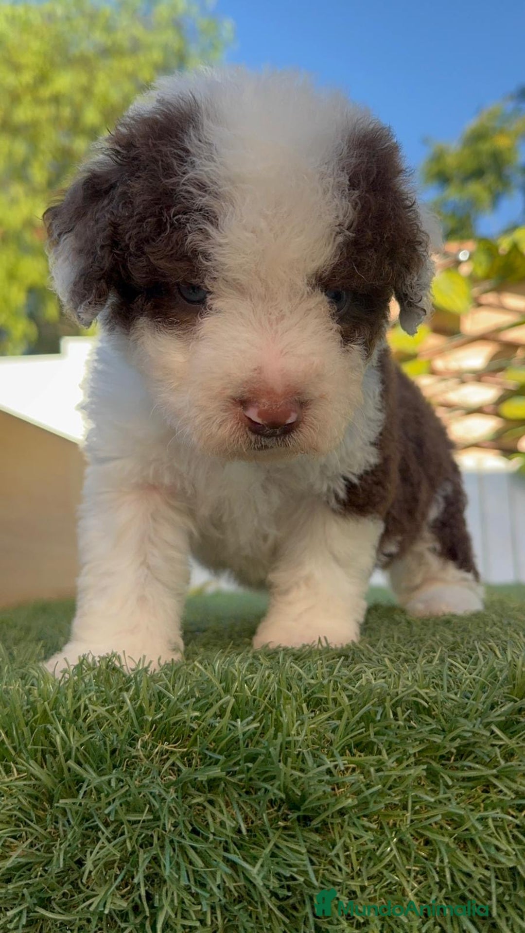 Perro de Agua Español perros en venta: PERRO DE AGUA macho - Imagen 11