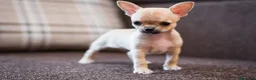 Chihuahua perros en venta: chihuahuas cachorros  - Anuncio 7