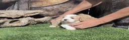 Raza Mixta perros en venta: Maltalier  - Anuncio 4