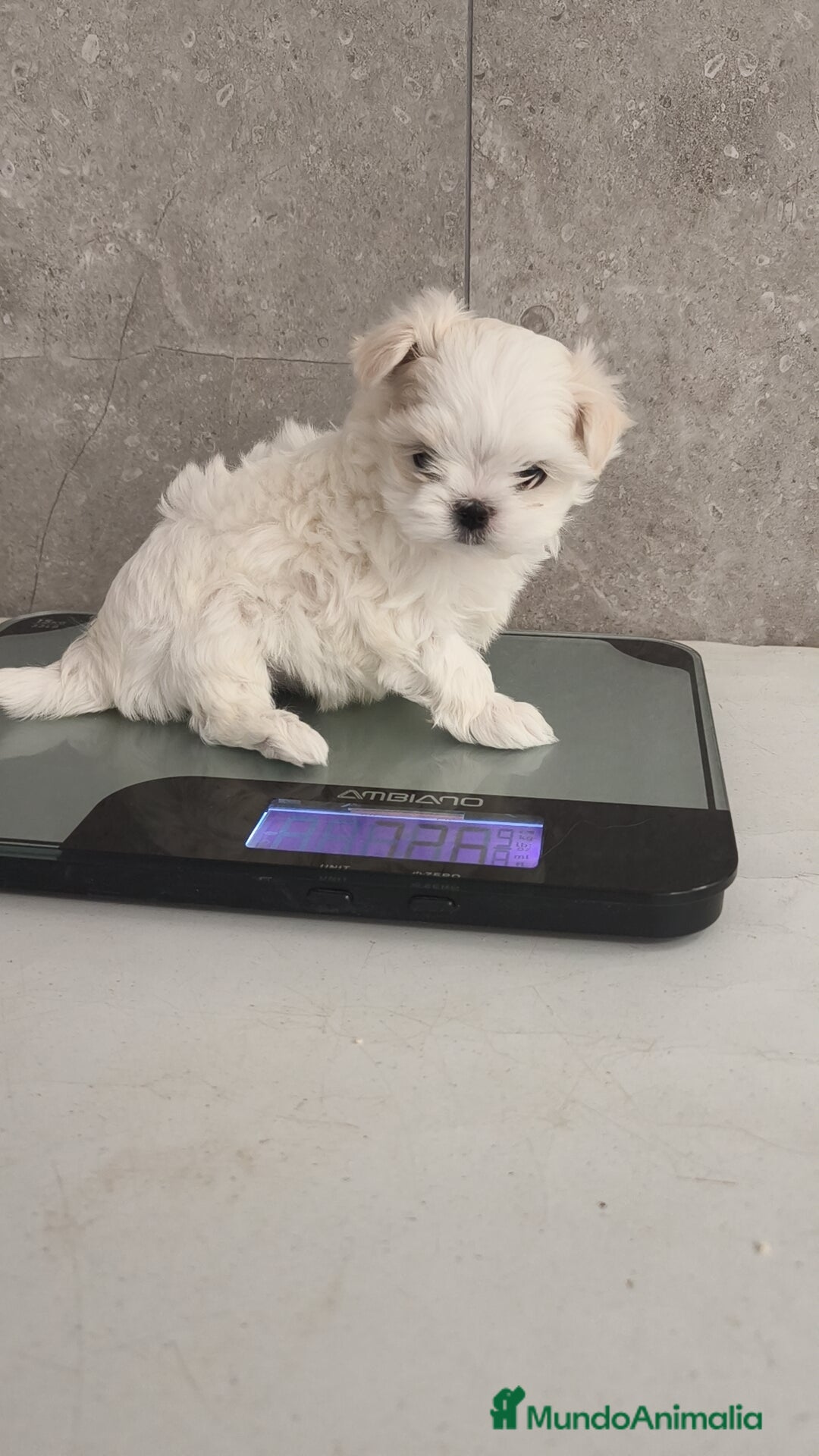 Bichón Maltés perros en venta: Macho y Hembra disponible!! - Imagen 5